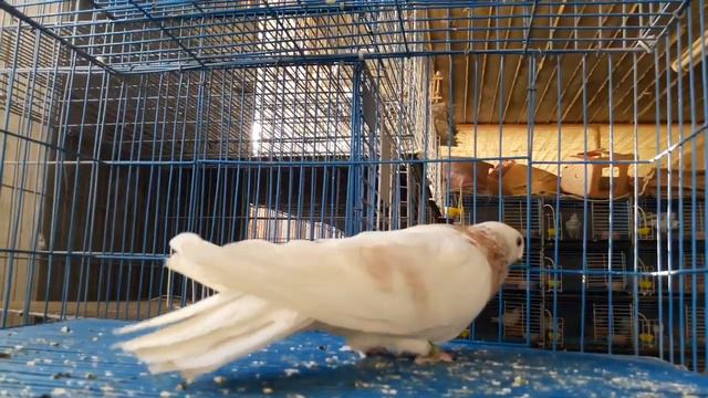 Египетский голуби Мисир кабутарлари смотреть онлайн