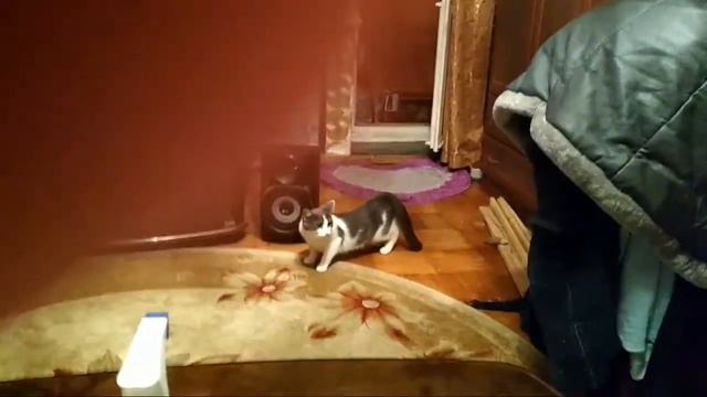 Кошка загуляла смотреть онлайн