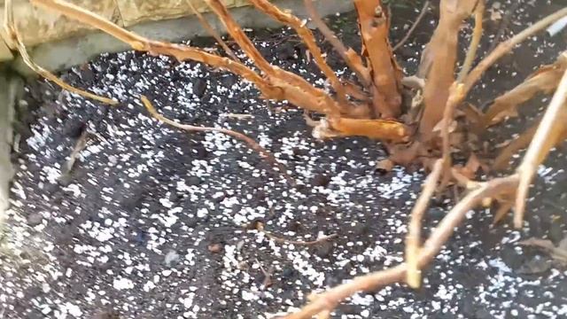 Гортензия дуболистная  Бургунди.  Весенняя обрезка  и размножение.              Hydrangea Burgundy.