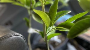 Пересадка Каламондина