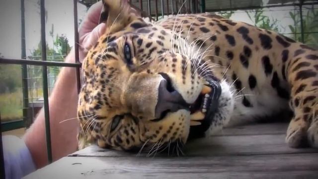 Леопард урчит смотреть онлайн