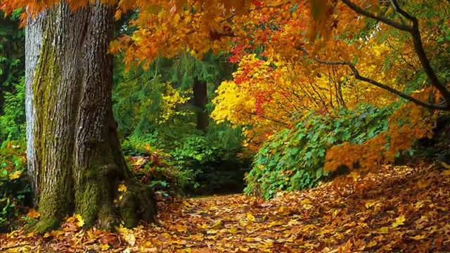 Richard Clayderman "Autumn Leaves" - Ричард Клайдерман "Осенние листья" смотреть онлайн