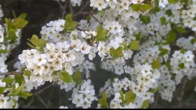 Вишня цветёт | Натуральный цветочный футаж HD смотреть онлайн