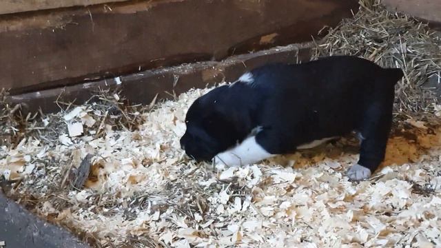 Щенки алабая среднеазиатская овчарка из питомника АЗ Марал продажа ватсап вайбер +79278137957 смотреть онлайн