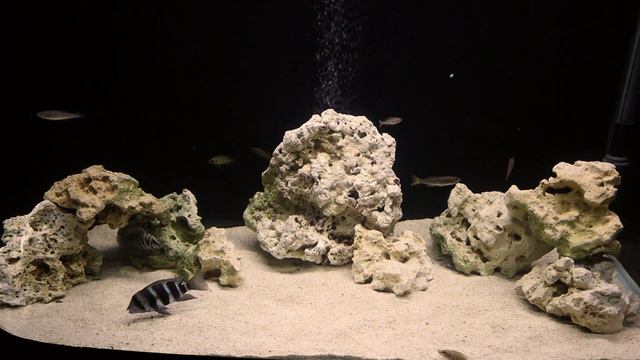 Lake Tanganyika Set Up Frontosa 'Burundi' Compressiceps 'Gold Head' Cyprichromis Leptosoma смотреть онлайн