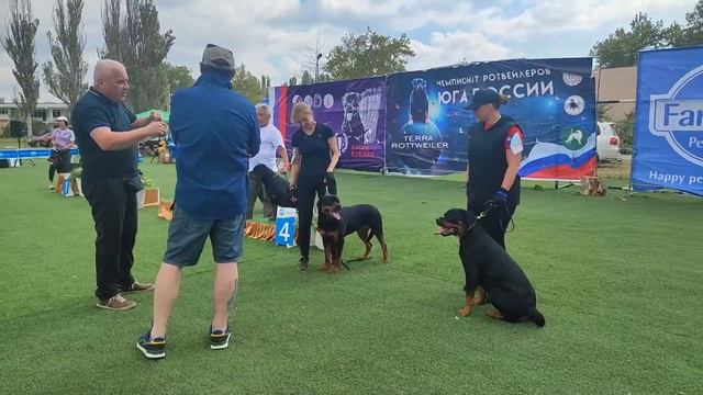 Суки юниоры ч1 - моно ротвейлеров Краснодар 2023