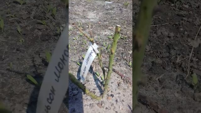 Как выглядят саженцы роз после посадки и как мы им можем помочь смотреть онлайн