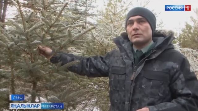 Яшел чыршы ,балкып торчы өйнең түрендә!