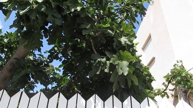 Инжир-Смоковница ( ficus carica)!Кирьят-Ям.Израиль.Riryat-Yam .Israel. смотреть онлайн