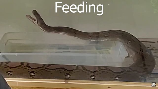 ?Reticulated Python Instinct and Behavior смотреть онлайн