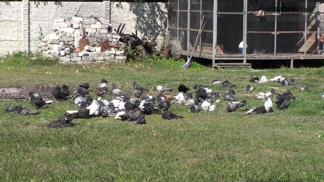 Как часто надо купаться голубю и для чего смотреть онлайн