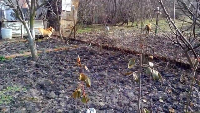 НА ДАЧУ - СОБАК ПОКОРМИТЬ. смотреть онлайн