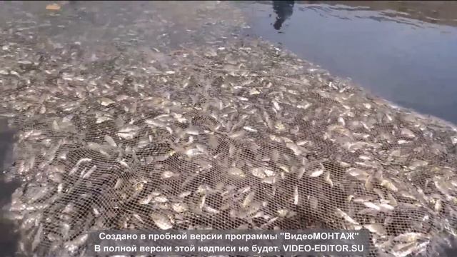 Разведение рыбы в Казахстане. Разведение карпа. Жизнь Карагандинского рыбопитомника. Часть первая.