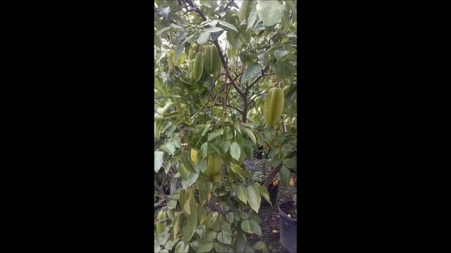 Container Grown Carambola Or Star Fruit Tree