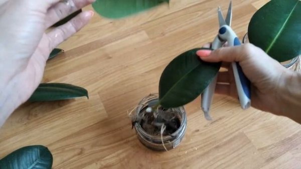 Что я делаю с черенками фикуса после обрезки. Размножение фикуса каучуконосного, часть 1.