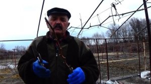 Когда  можно сажать виноград весной? Очень важно!