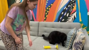 У кота астма! Срочно делаем своими руками спейсер-ингалятор и пробуем дать ему подышать. Что вышло?