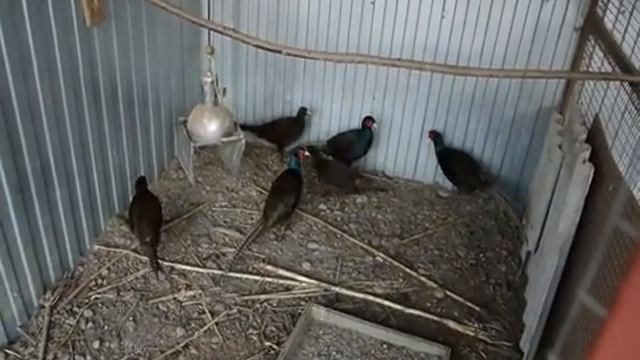 вольер для фазанов своими руками смотреть онлайн