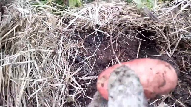 ? Результат выращивания картофеля из ростков под соломой. Обновление картофеля ростками. смотреть онлайн