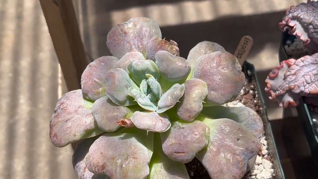 top 12 suculentas rosadas смотреть онлайн