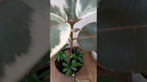 Фикусы.Обрезка и размножение фикуса "бейлиз".