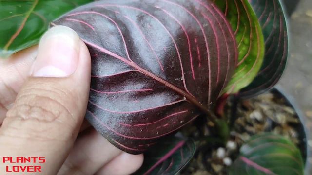 Aglaonema Red Rotundum Vs Green Rotundum Ornamental Plant - Plants Lover