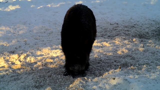 Дикие звери. Кабаны рядом с Оренбургом. смотреть онлайн