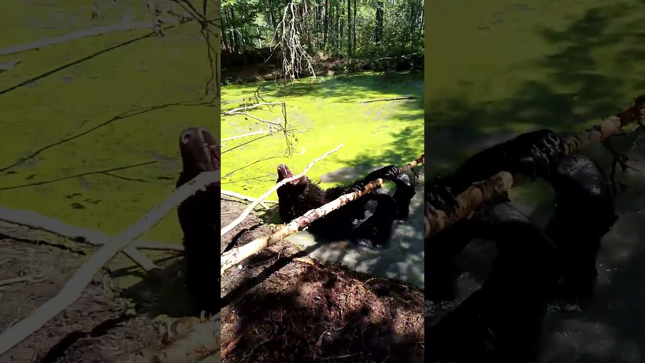 Пан Буржуй развалился. #медведь #bear смотреть онлайн