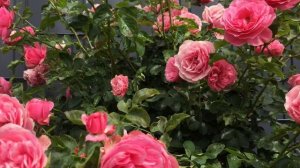 Штамбовые розы Два самых удачных сорта для эффектного штамба