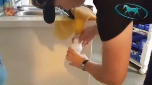 Horse Semen Collection   Artificial Insemination of Mare  Geeting Horse Sperm Hours semen collectio