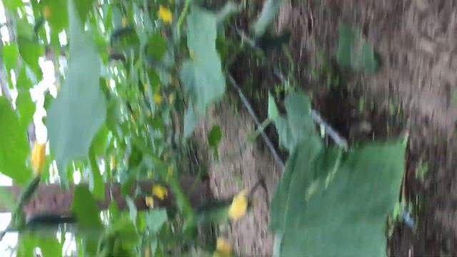 Огурцы в теплице второй оборот