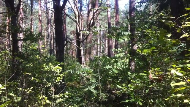 Аномальная зона. Привратный лес потустороннего мира смотреть онлайн