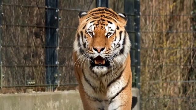 Учим Животных на английском Медведь Носорог Баран Лошадь Тигр Развивающие Мультики для Детей смотреть онлайн