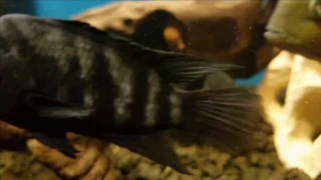 #FishRoom #TonedReality Аквариум и все что связано с ним ! смотреть онлайн