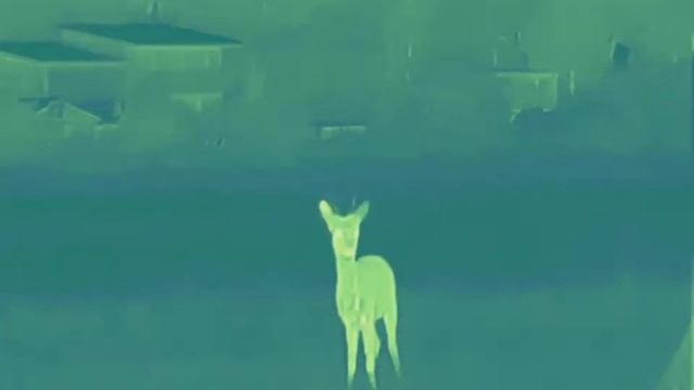 cyclops 335 Kozioł смотреть онлайн