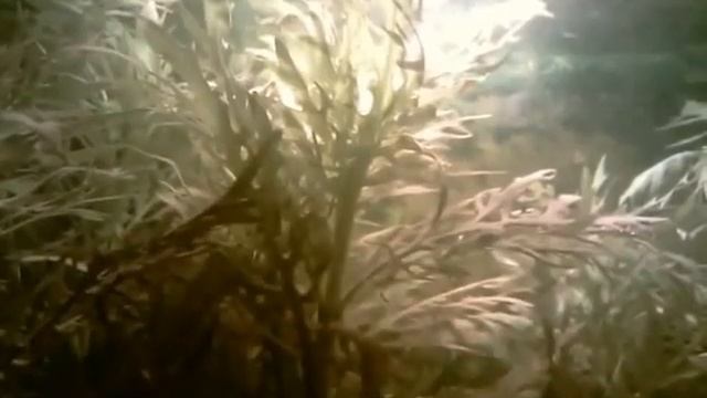 My 16 litre Rasbora Maculata tank смотреть онлайн