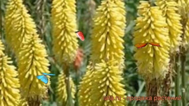 Книфофия гибридная Персис Прайд (kniphofia) ? обзор: как сажать, рассада книфофии Персис Прайд