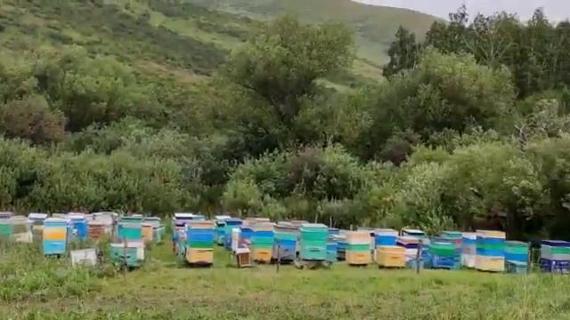 Горные сорта премиум меда Авиценна собирают с пасеки смотреть онлайн