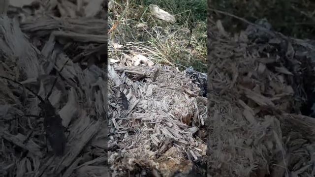 УСАТЫЙ ЖУК??? смотреть онлайн