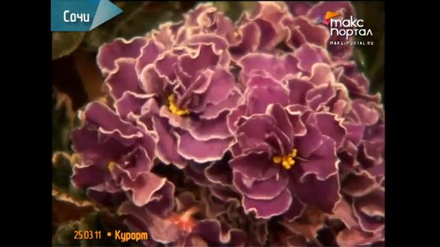 Цветоводы Сочи дружат с фиалками и кактусами смотреть онлайн