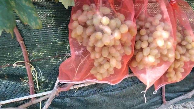Золотая ягода!!! смотреть онлайн