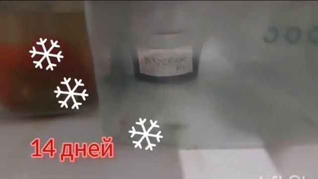 ВОЗМОЖНО ЛИ? Выращиваем крупноплодную землянику "Искушение F1" из семян. смотреть онлайн