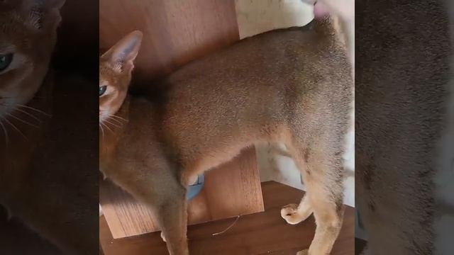 Абиссинская кошка дикого окраса. Продаётся смотреть онлайн