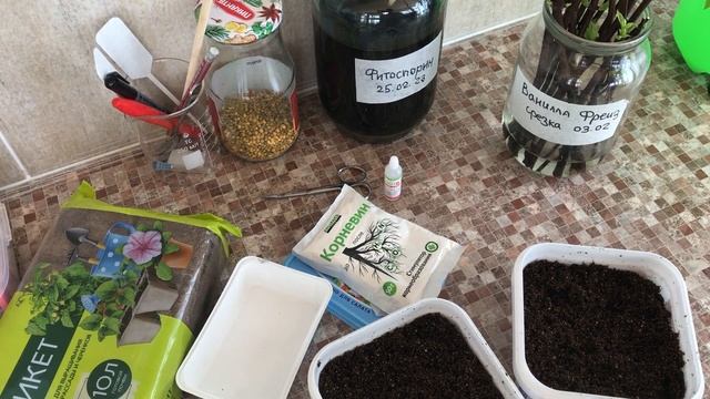 11. Размножение метельчатой гортензии методом отделения почки смотреть онлайн