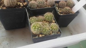 Укоренение кактусов,отделение деток от маточника,обрезка кактуса.1 часть.236.