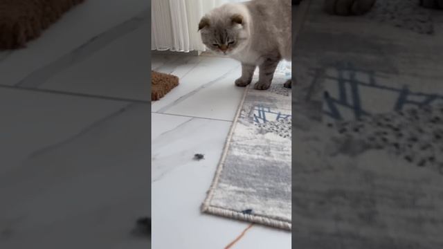 Лёлик и его новые друзья ?