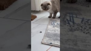 Лёлик и его новые друзья ?