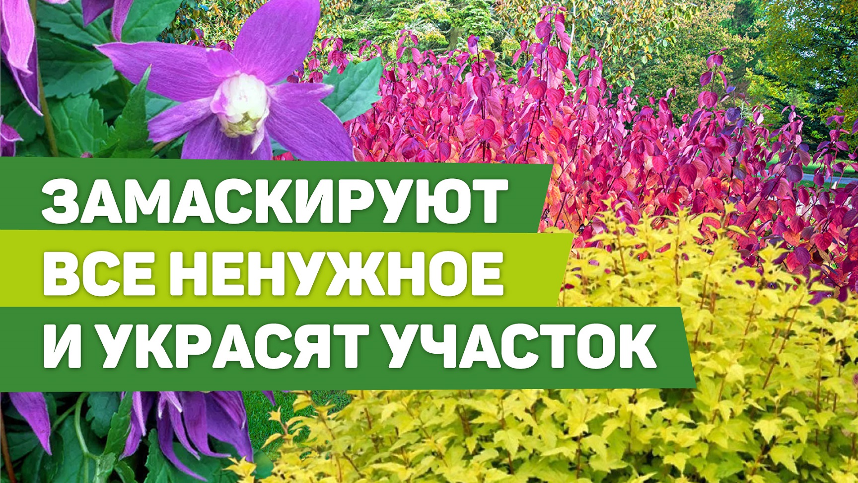 Растения для декорирования неприглядных зон в саду. Подбираем вместе с биологом смотреть онлайн