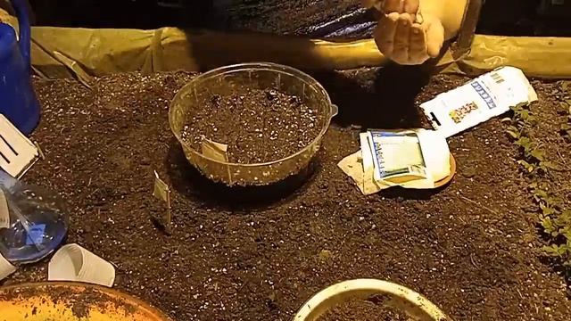 Агератум (Ageratum) посев семян в подготовленную землю смотреть онлайн