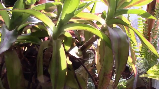 КОЛЛИЗИЯ МЕЛКОЛИСТНАЯ ПОЛЗУЧАЯ.  КАК ОМОЛОДИТЬ РАСТЕНИЕ? ЕЁ СТОИТ ПОЛЮБИТЬ!